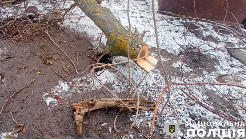 В Полтавском районе мужчина упал с дерева и умер