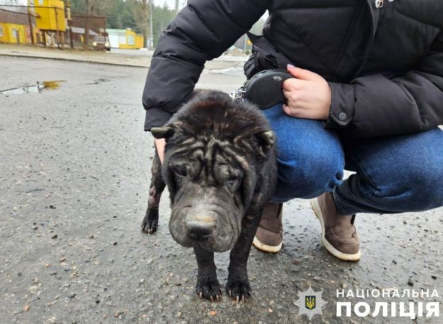 В Кременчуге спасли бездомную породистую собаку
