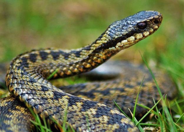 З укусами змій на Полтавщині госпіталізували п’ятьох людей