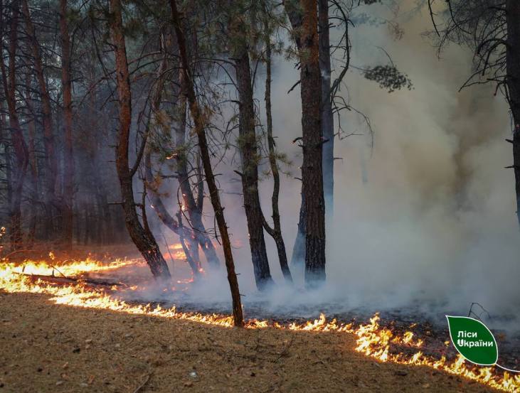 На Полтавщині локалізували дві масштабні лісові пожежі