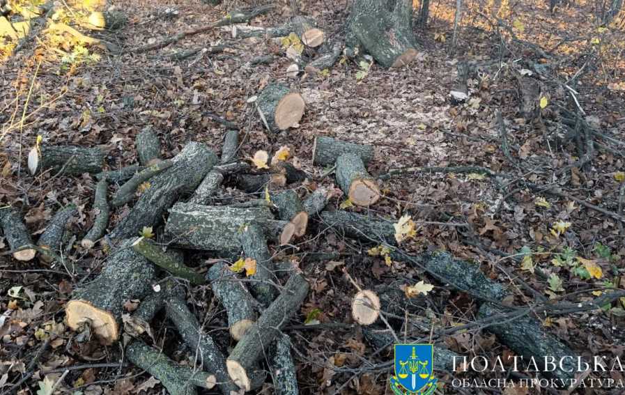 Підприємець з Полтавщини незаконно напиляв дерев на три мільйони гривень