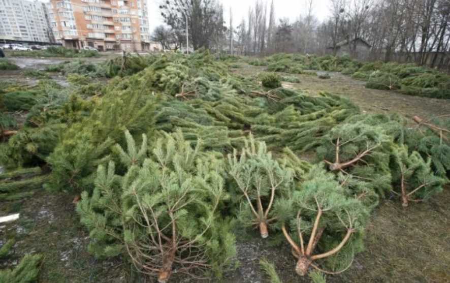 На Полтавщине незаконно срубили более полусотни елок