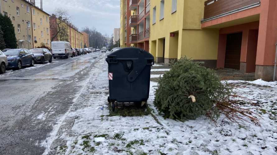 Куда полтавчанам выбрасывать елки после праздников