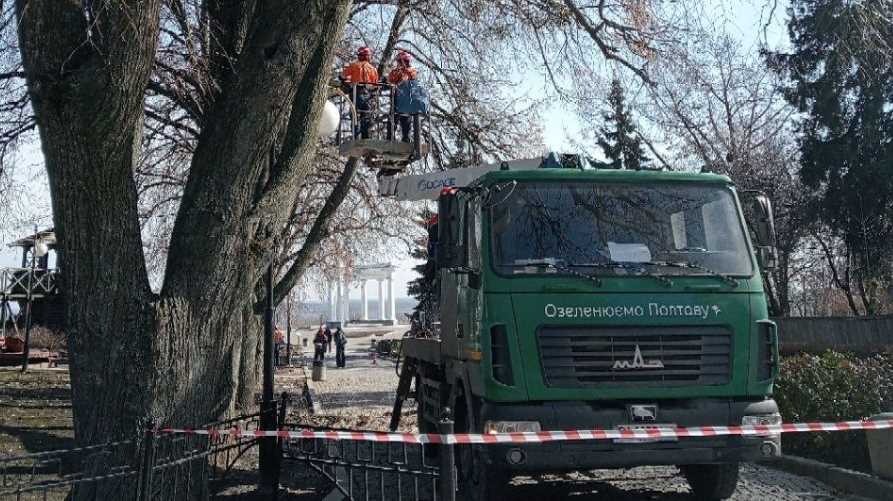 Более половины деревьев в Полтаве - аварийные