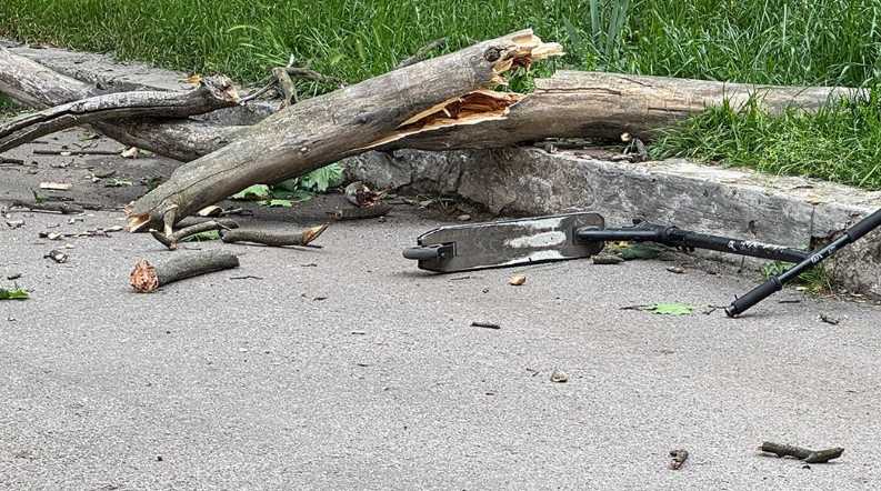 У центрі Полтави на дитину впало дерево