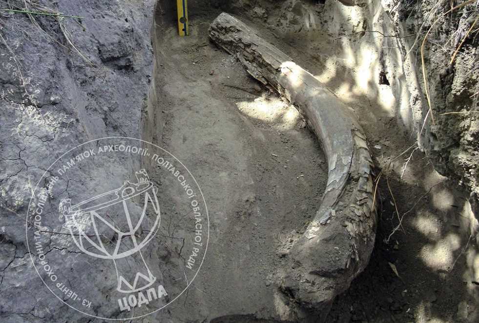 На Полтавщині копали глину, а викопали бивень мамонта