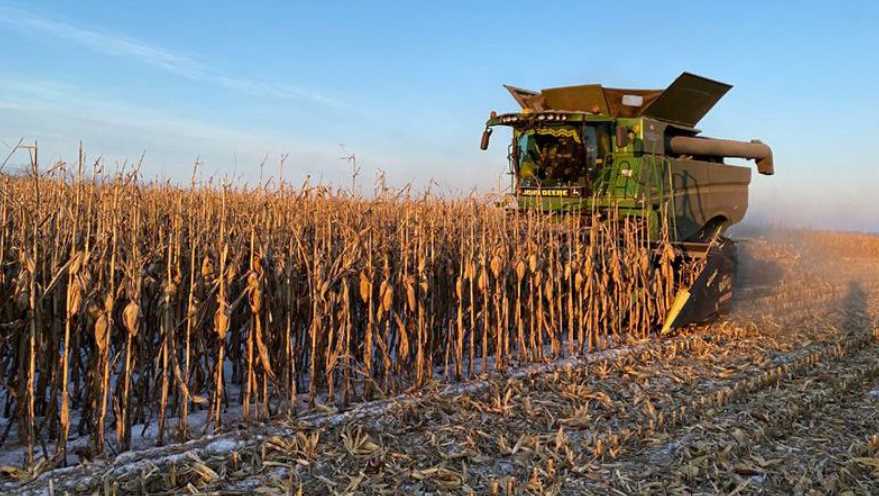 Аграрії намолотили 1,2 мільйони тисяч тонн кукурудзи