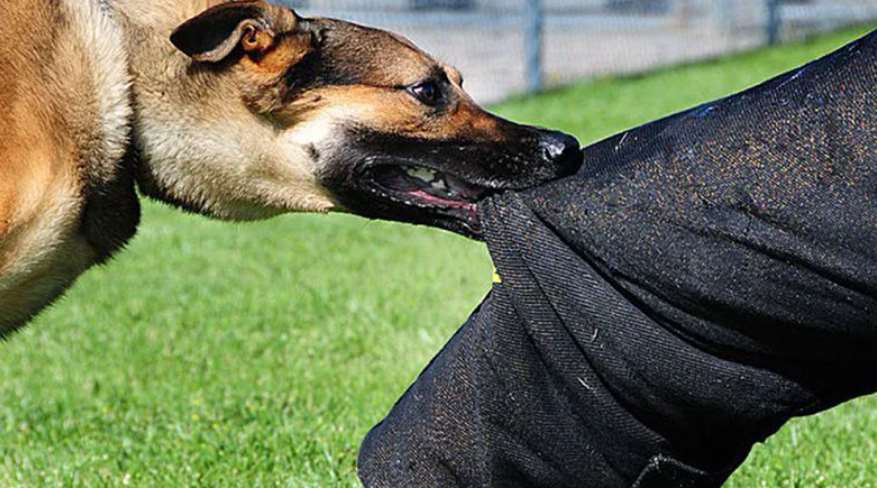 У Зінькові безпритульна собака напала на шістьох людей