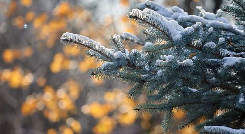 Туманна відлига зміниться морозами: прогноз для Полтавщини на 8-10 січня