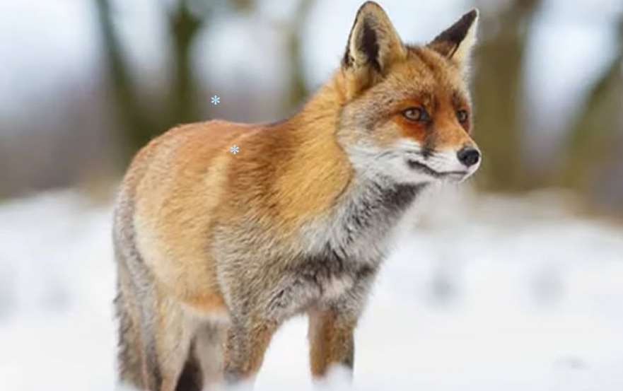 В Белицкой общине проводится отстрел диких лисиц