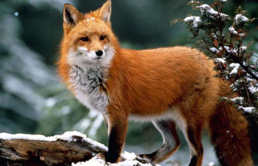 В Белыках и Кобеляках разрешили стрелять