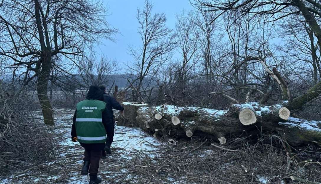 У Решетилівській громаді викрили незаконну порубку дерев: збитки — понад 100 тисяч гривень