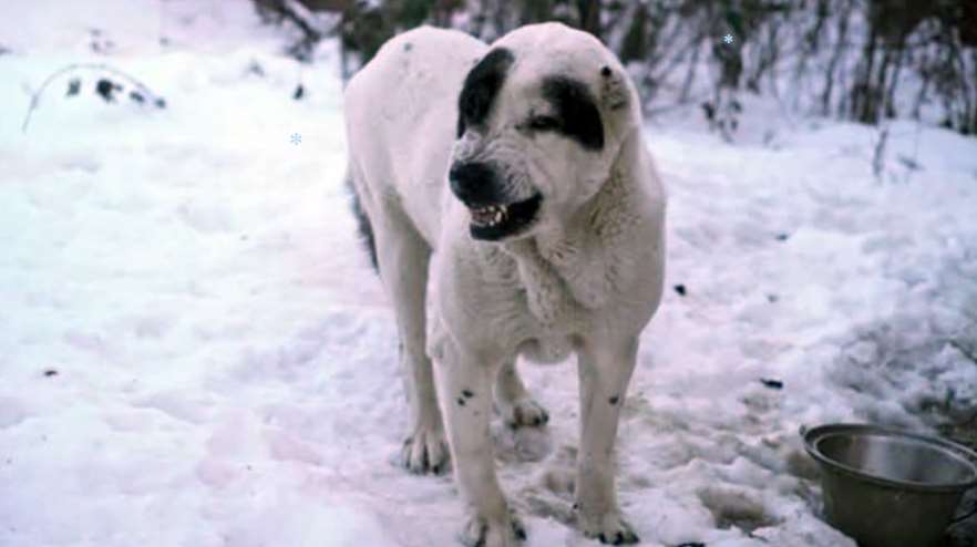 В Полтаве зафиксированы случаи нападения собак на людей