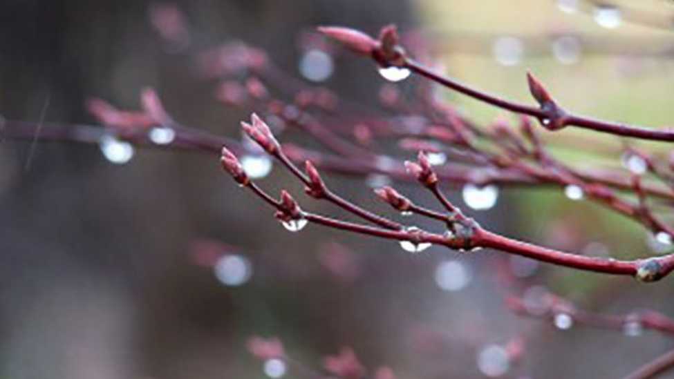 Полтавщина: хмарно з проясненнями та дощі