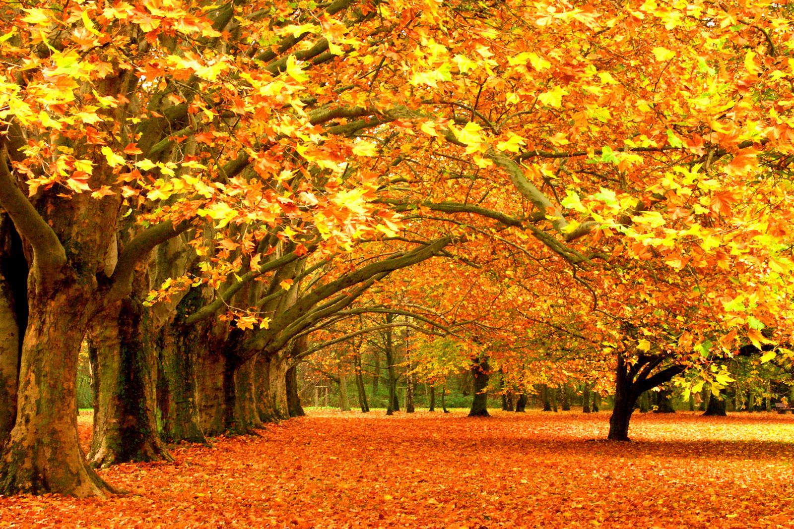 Полтавчане просят не убирать опавшую листву в парках