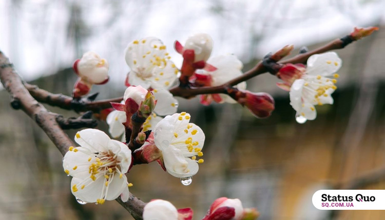21 квітня уночі очікуються заморозки, вдень хмарно, можливий дощ