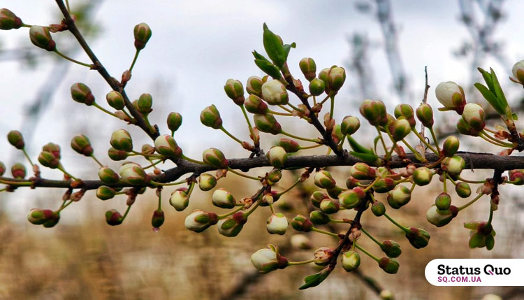 Прогноз погоды для Полтавской области на 23–25 апреля: холодно, дождь, возможны заморозки