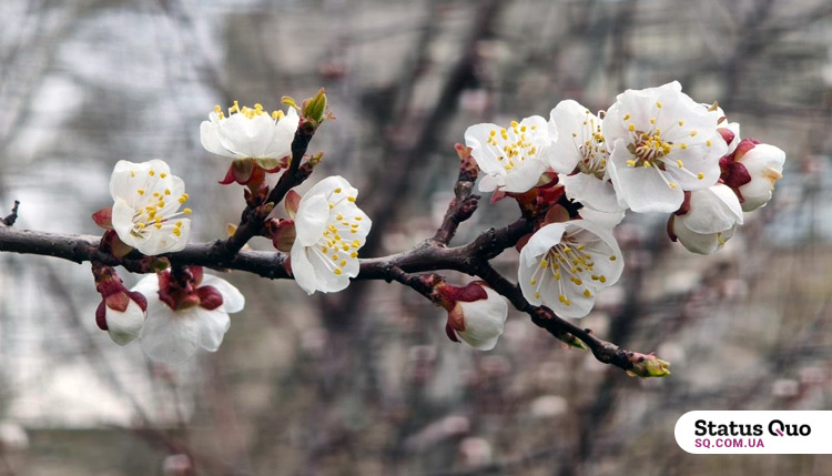 30 квітня на Полтавщині можливі невеликі дощі