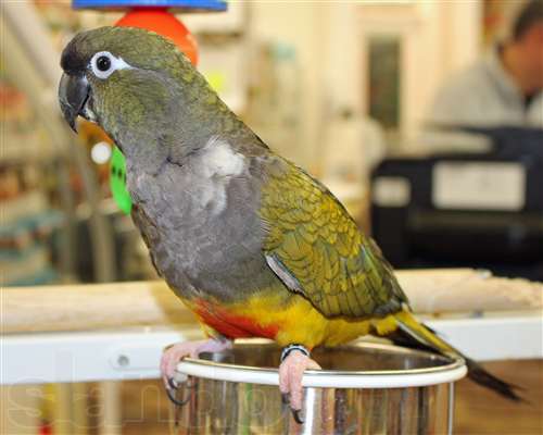 В Полтаве появился танцующий попугай