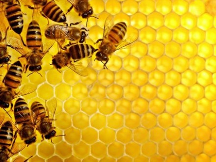 Полтавские пчеловоды опасаются отравлений