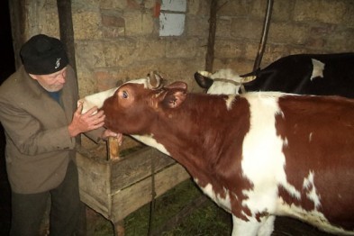 Украденных полтавских коров нашли в Черниговской области