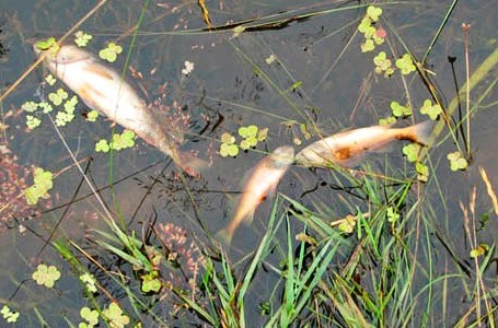 Стали известны причины массовой гибели рыбы в Суле