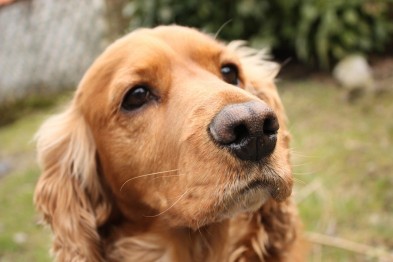 В Гребенке травят бездомных собак (видео)